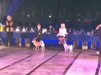 Brayden with Wendy at Ottawa Kennel Club 2011 Show of Shows, Juniors'Finals. (click to enlarge)