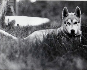 One of our dogs - circa 1979
